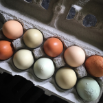 Scrambled eggs